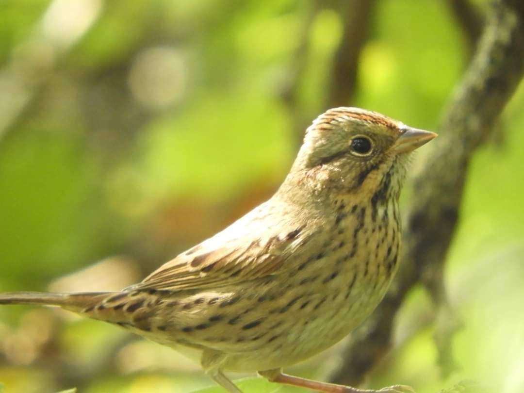 Lincoln's Sparrow - ML623714937