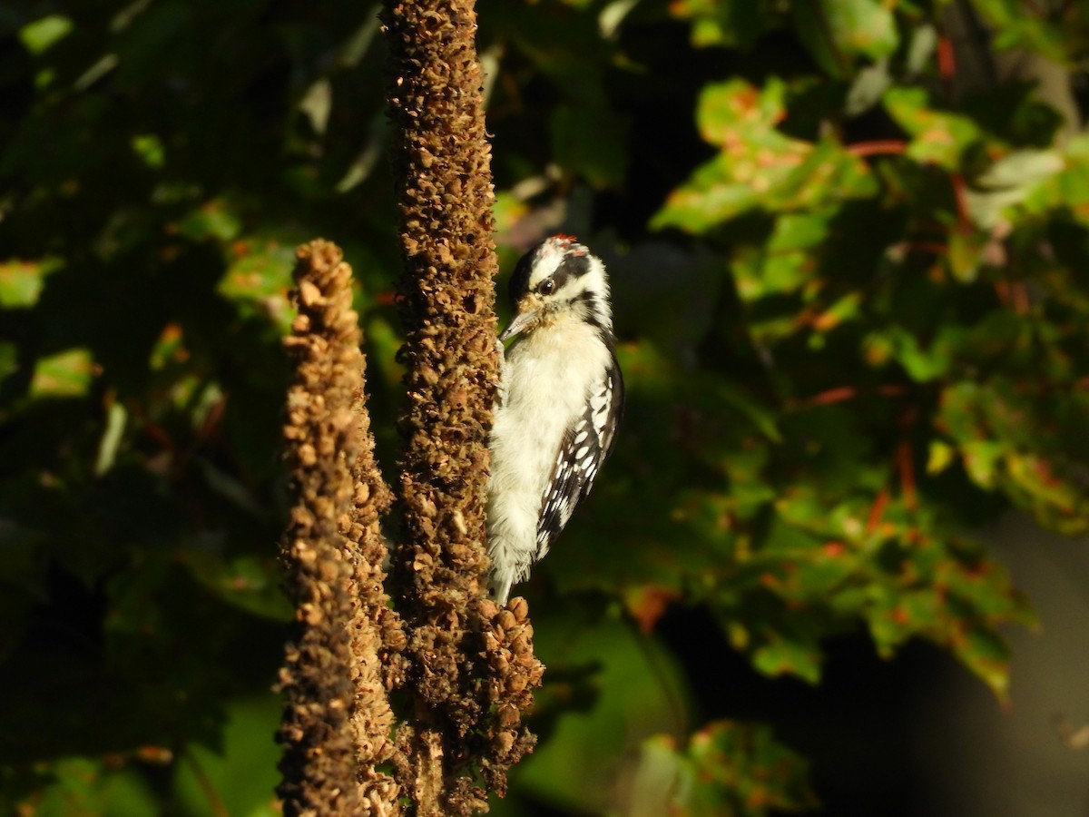 Downy Woodpecker - ML623714941