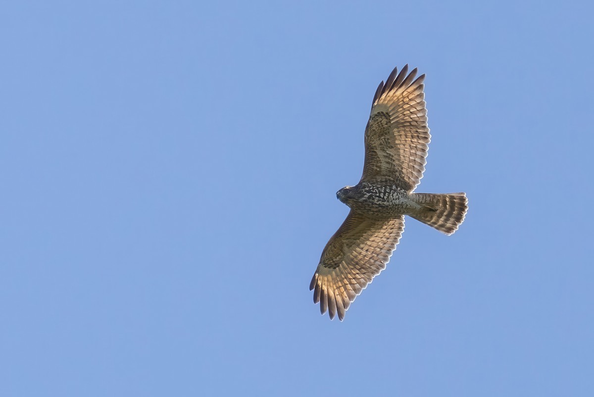 Red-shouldered Hawk - ML623714944