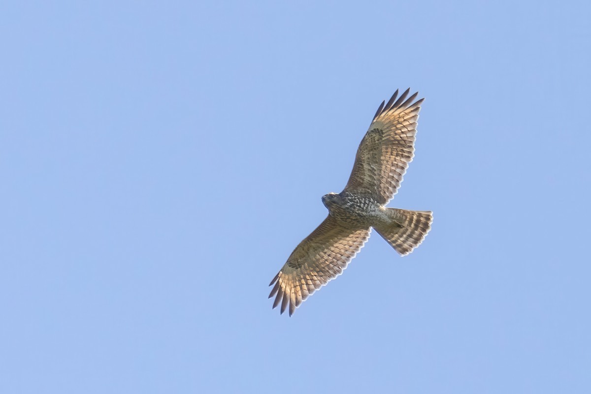 Red-shouldered Hawk - ML623714947