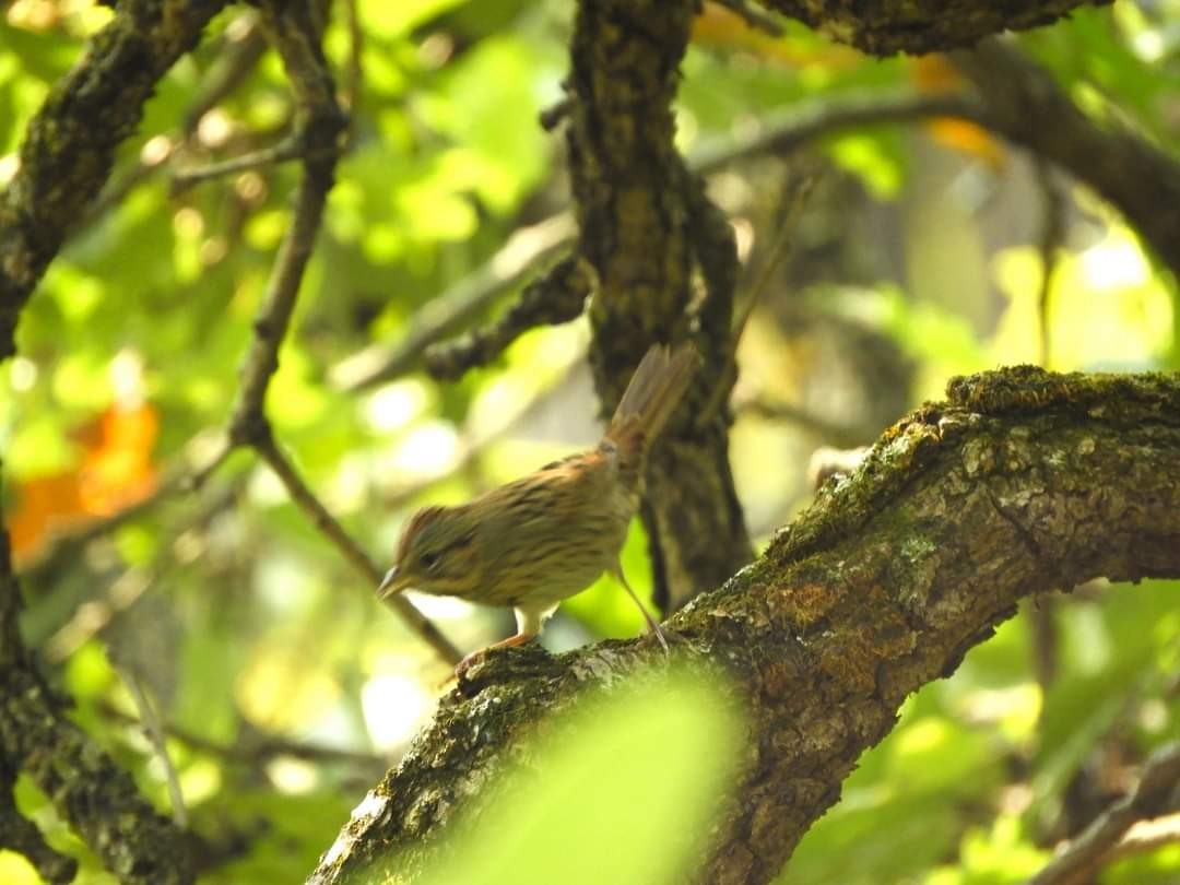 Lincoln's Sparrow - ML623714949