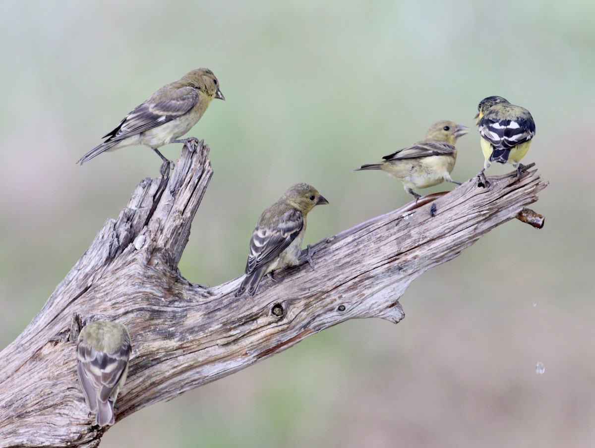 Lesser Goldfinch - ML623714951