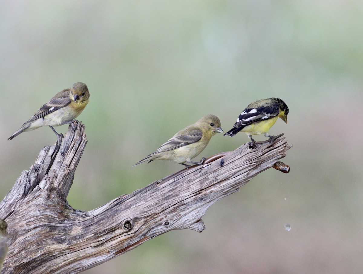 Lesser Goldfinch - ML623714952