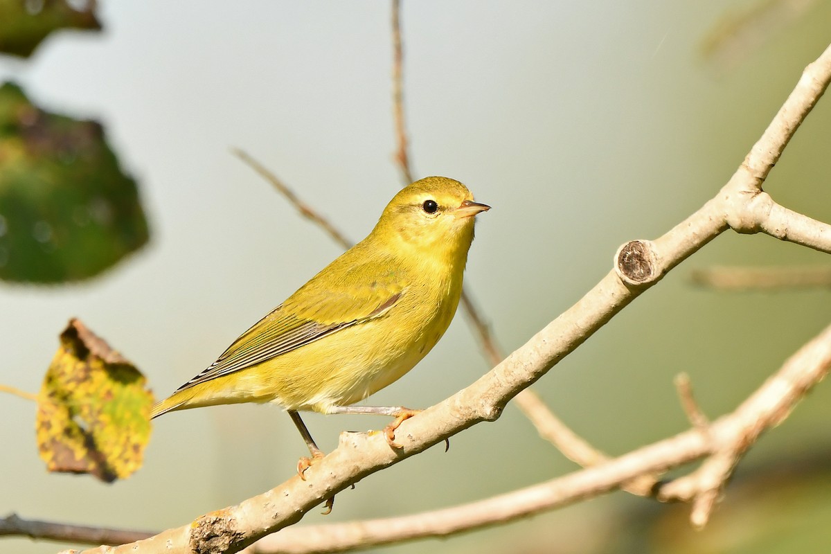 Tennessee Warbler - ML623714961