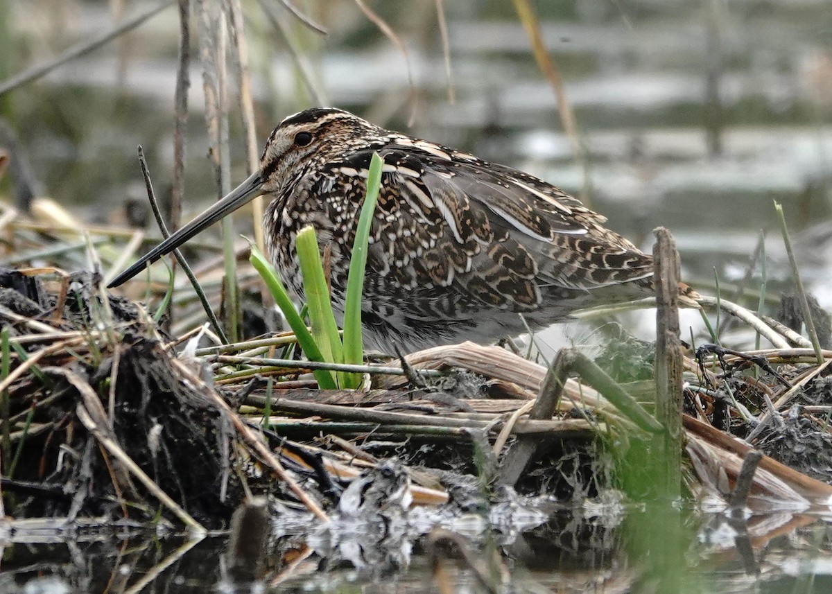 Wilson's Snipe - Jacques Brisson