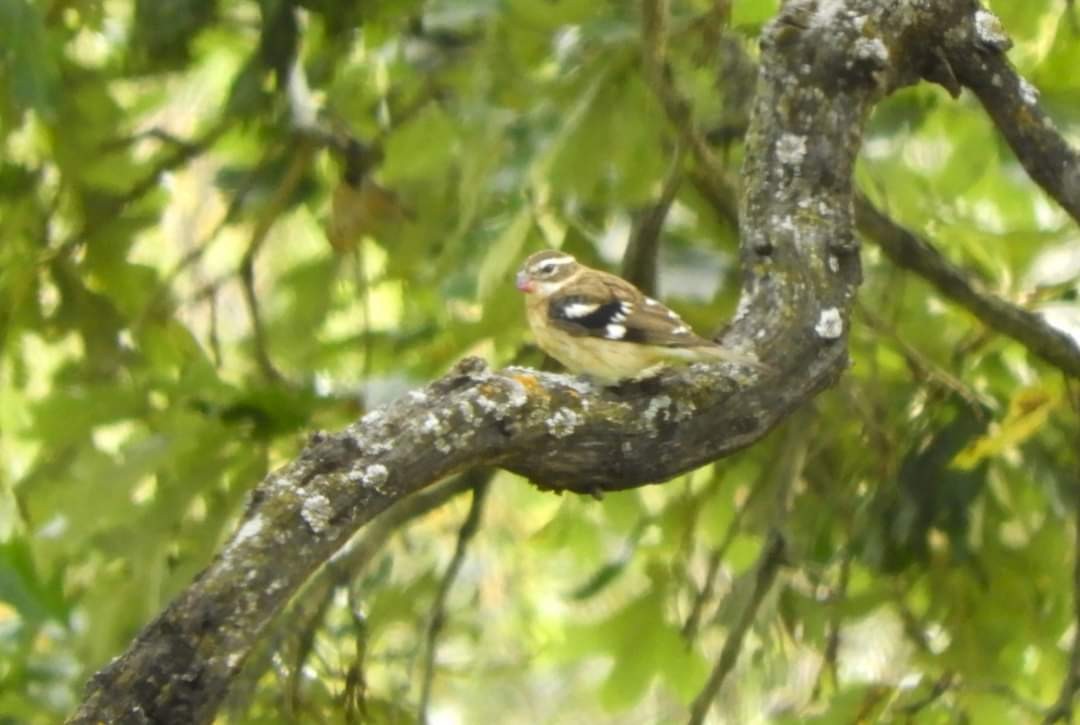 Rose-breasted Grosbeak - ML623714966