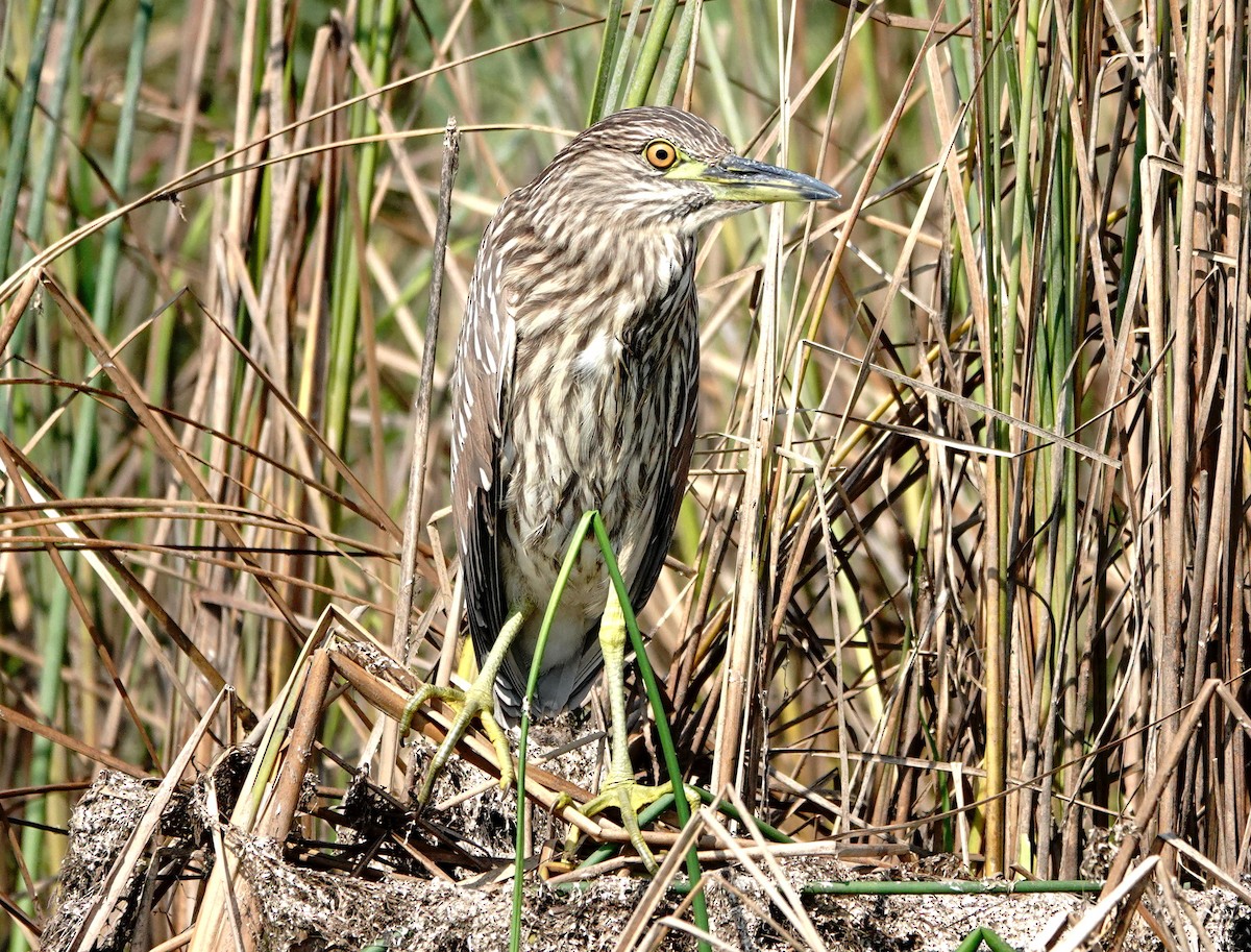 Black-crowned Night Heron - Jacques Brisson