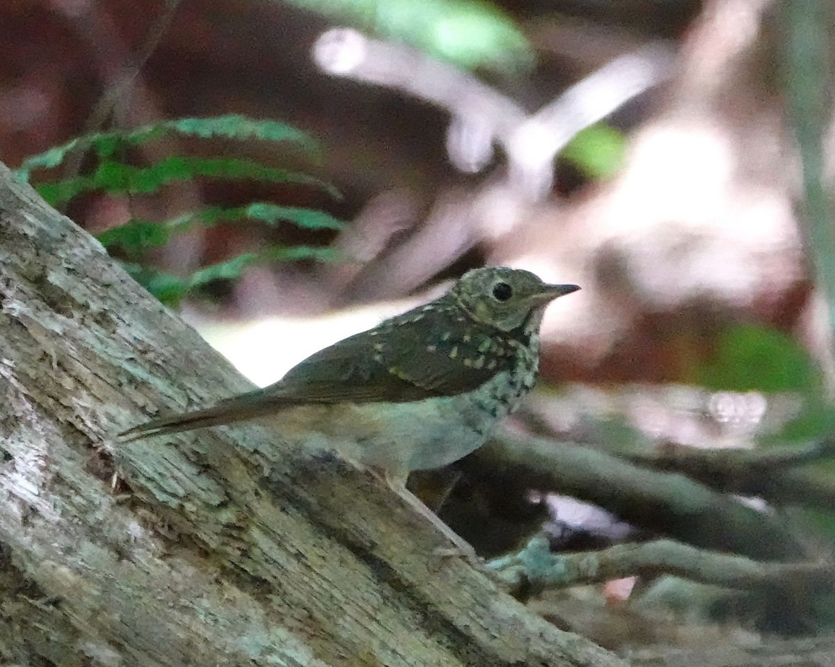 Swainson's Thrush - ML623714987