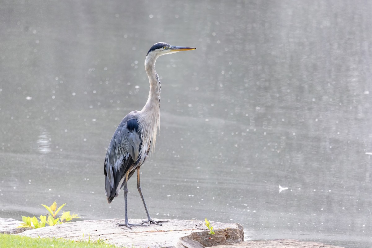 Great Blue Heron - ML623714988