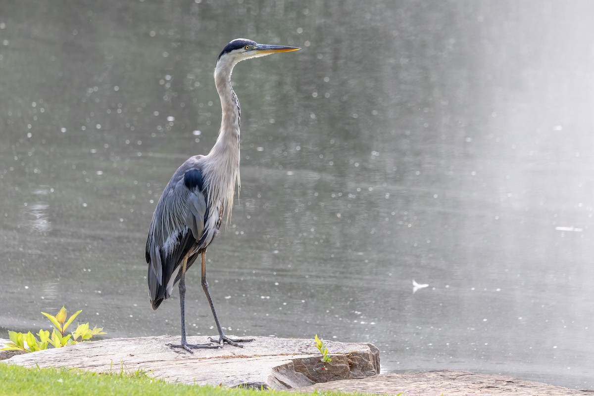 Great Blue Heron - ML623714990