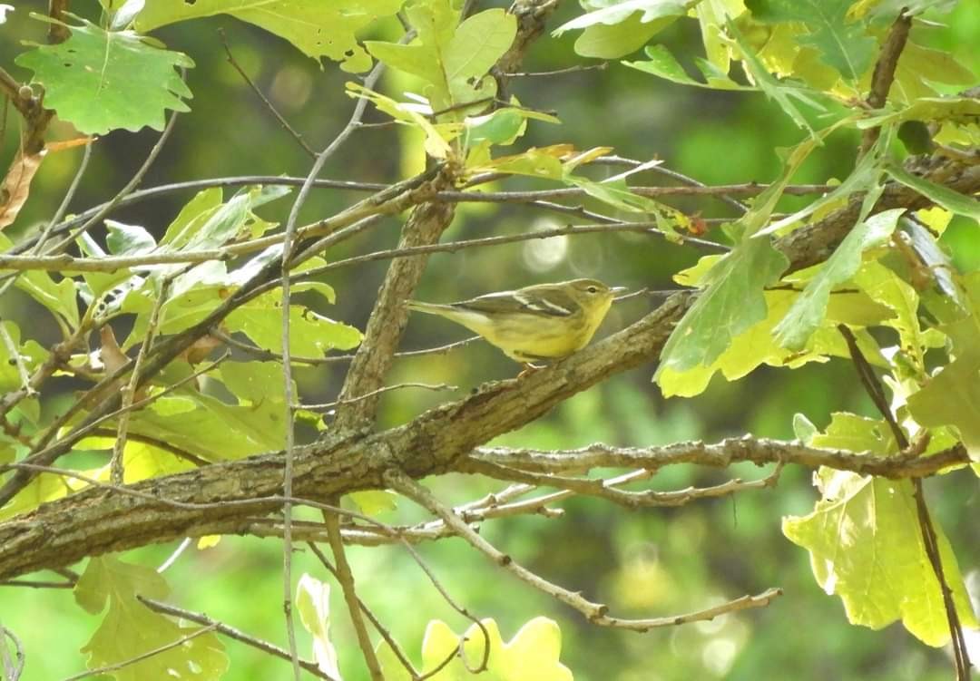 Blackpoll Warbler - ML623715005