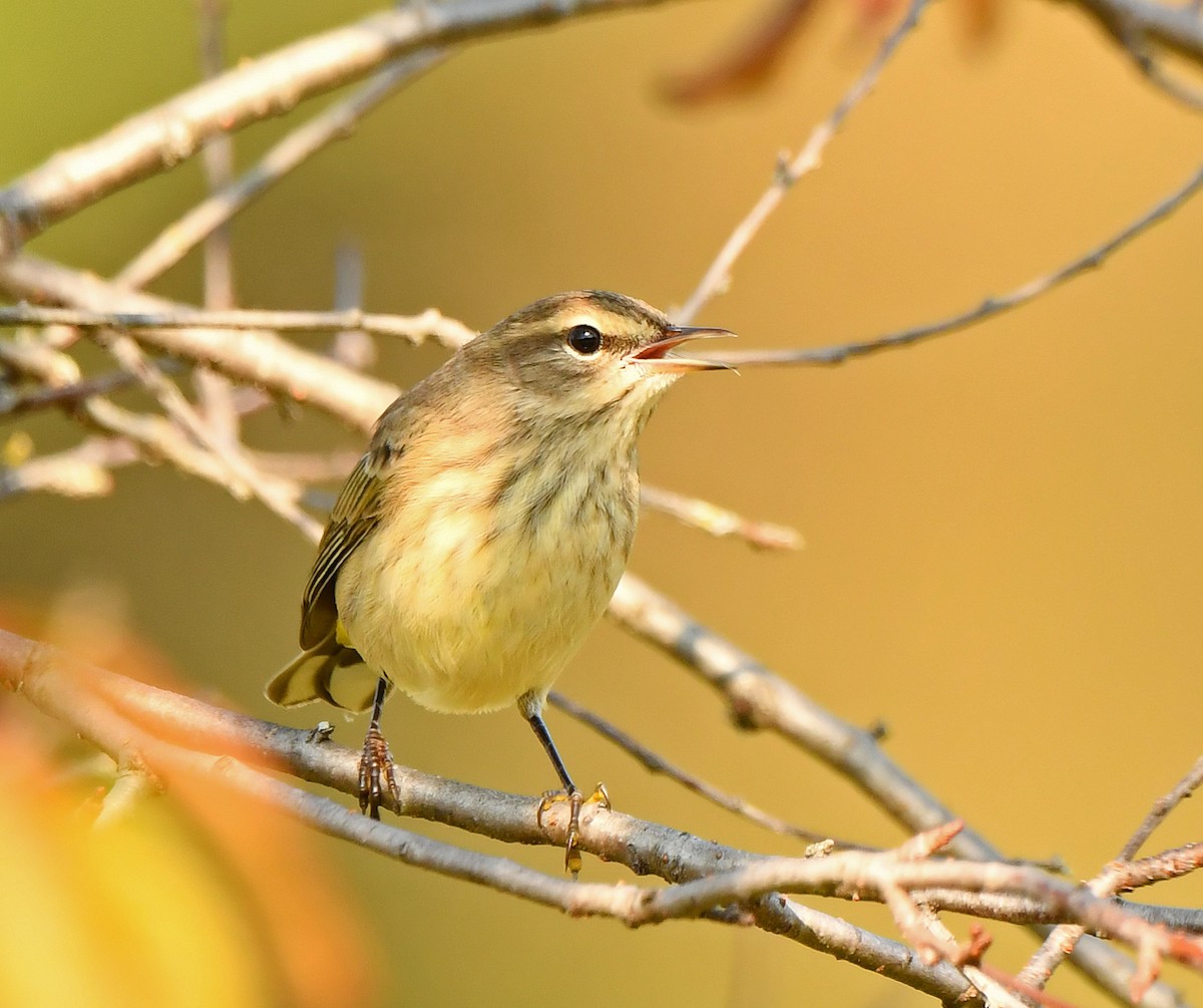 Palm Warbler - ML623715038