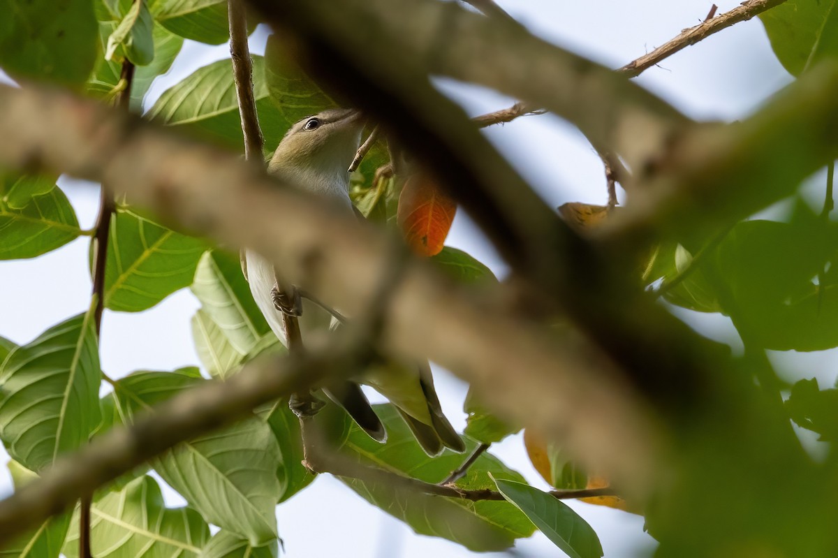 Red-eyed Vireo - ML623715042