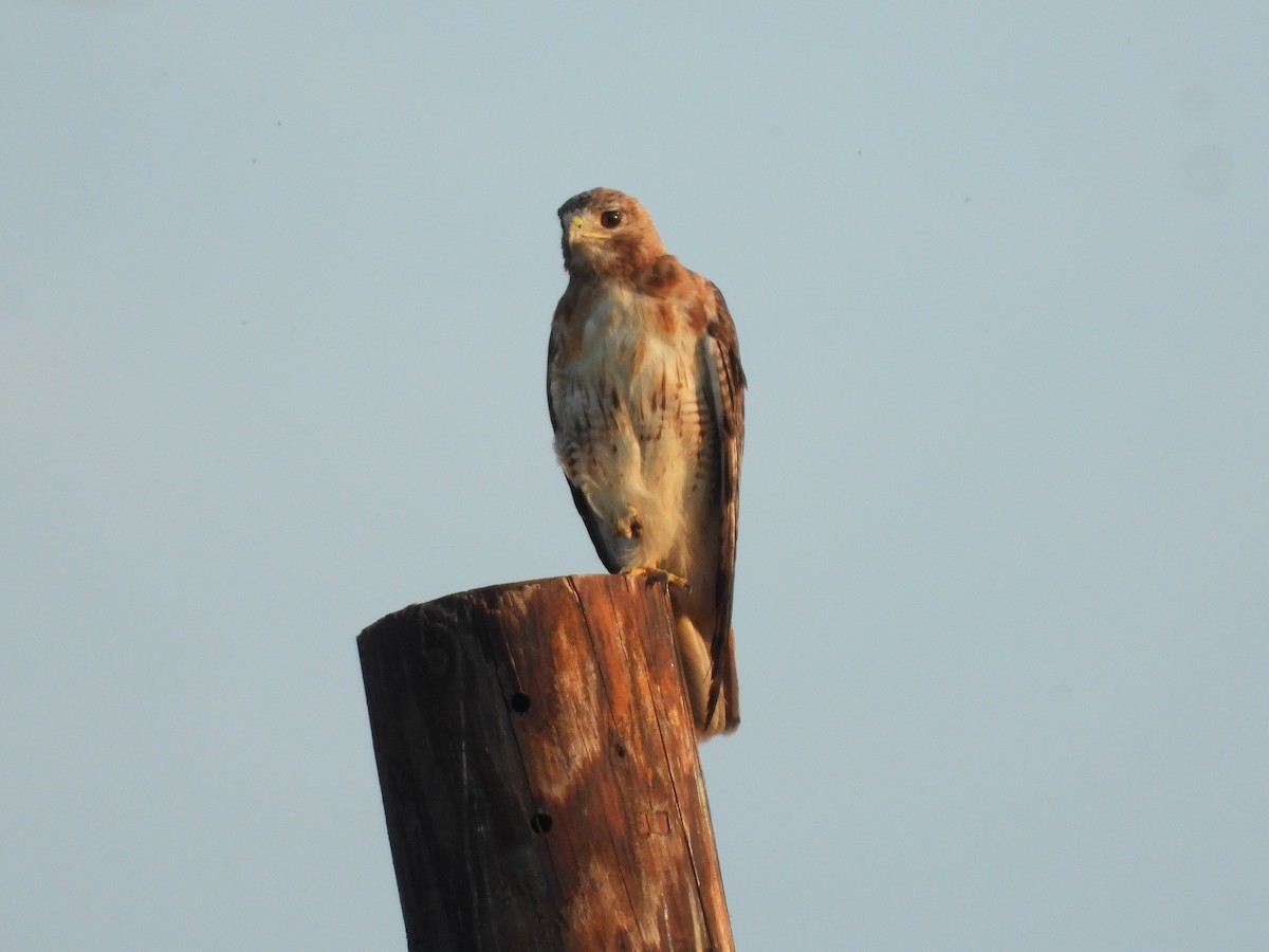 Red-tailed Hawk - ML623715057