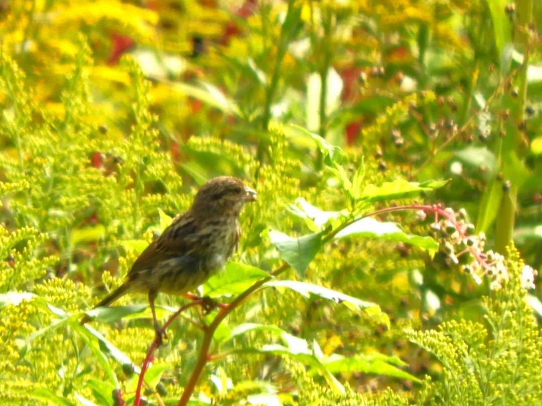 Song Sparrow - ML623715061