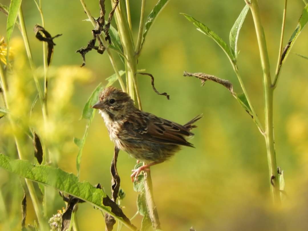 Song Sparrow - Heidi Tarasiuk