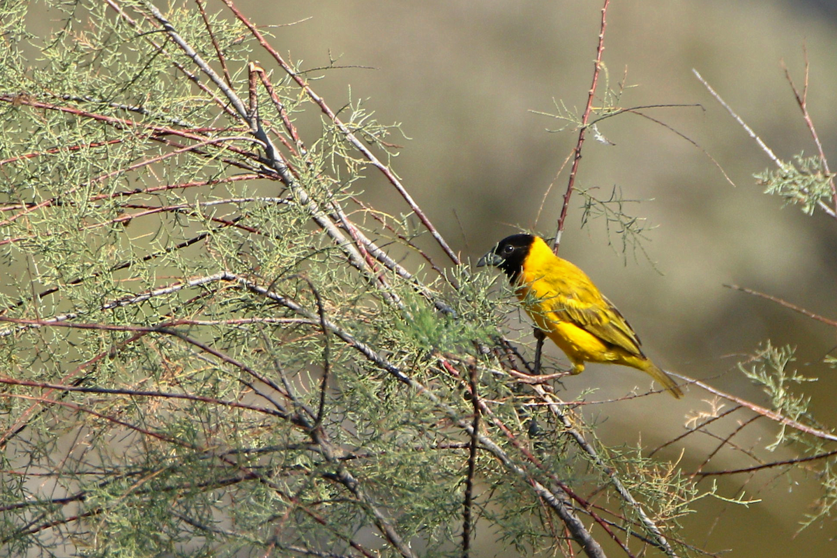 Black-headed Weaver - ML623715076