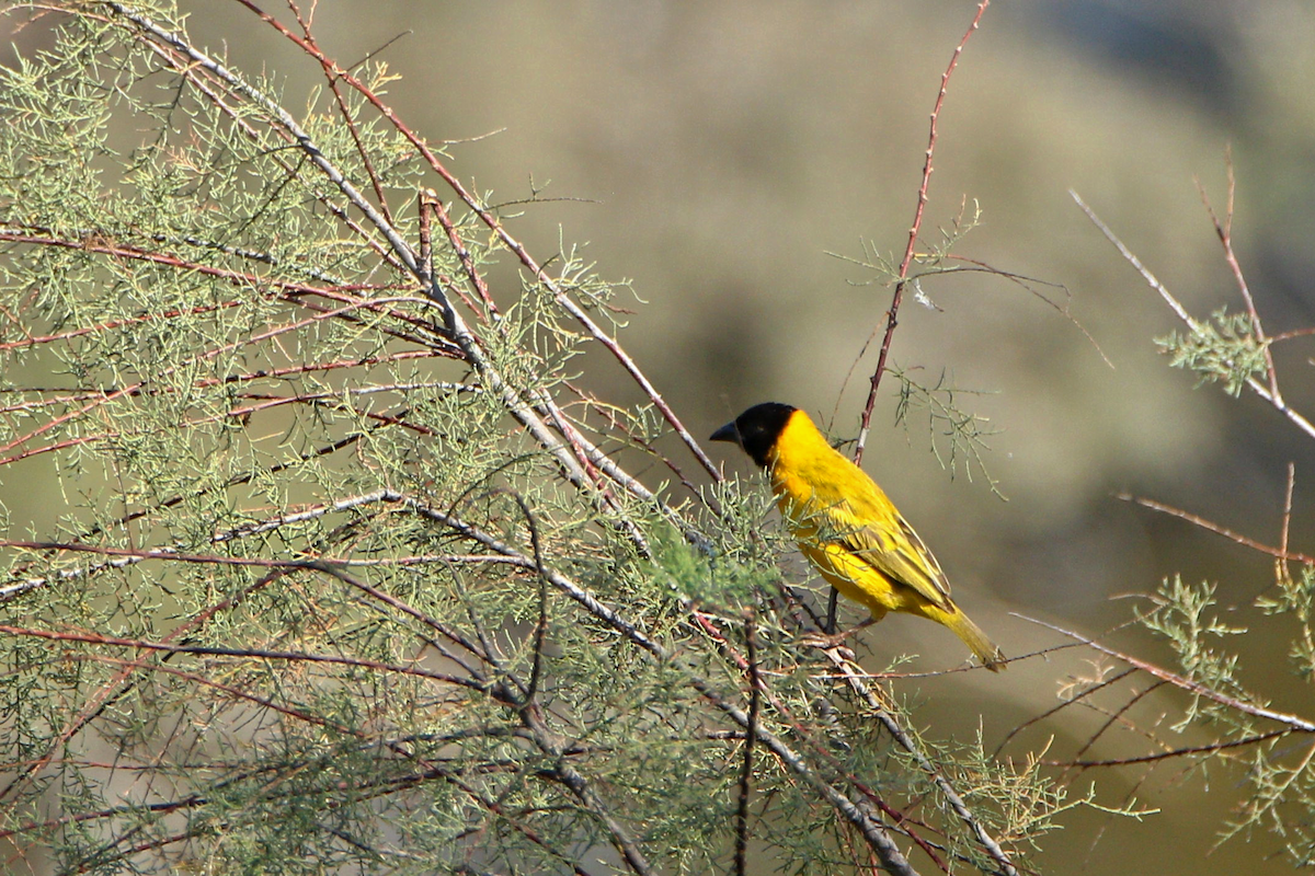 Black-headed Weaver - ML623715077