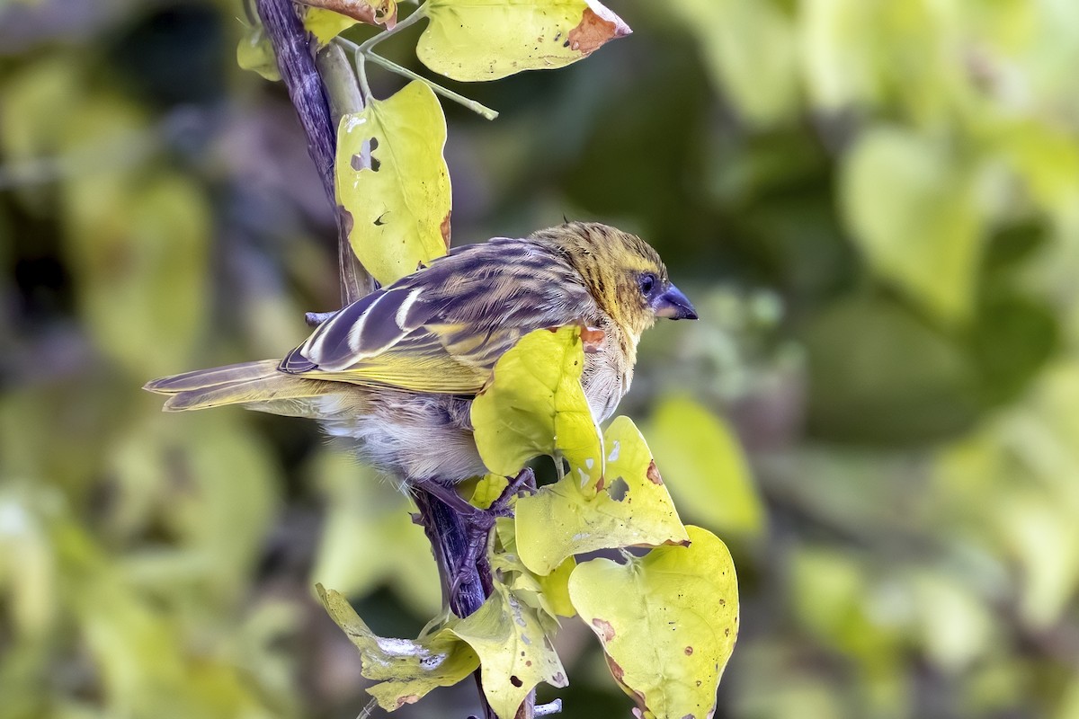 Southern Brown-throated Weaver - Dave Addison