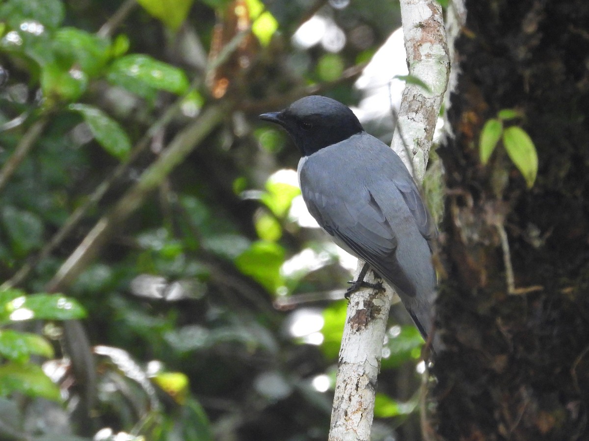 Madagaskarraupenfänger - ML623715108