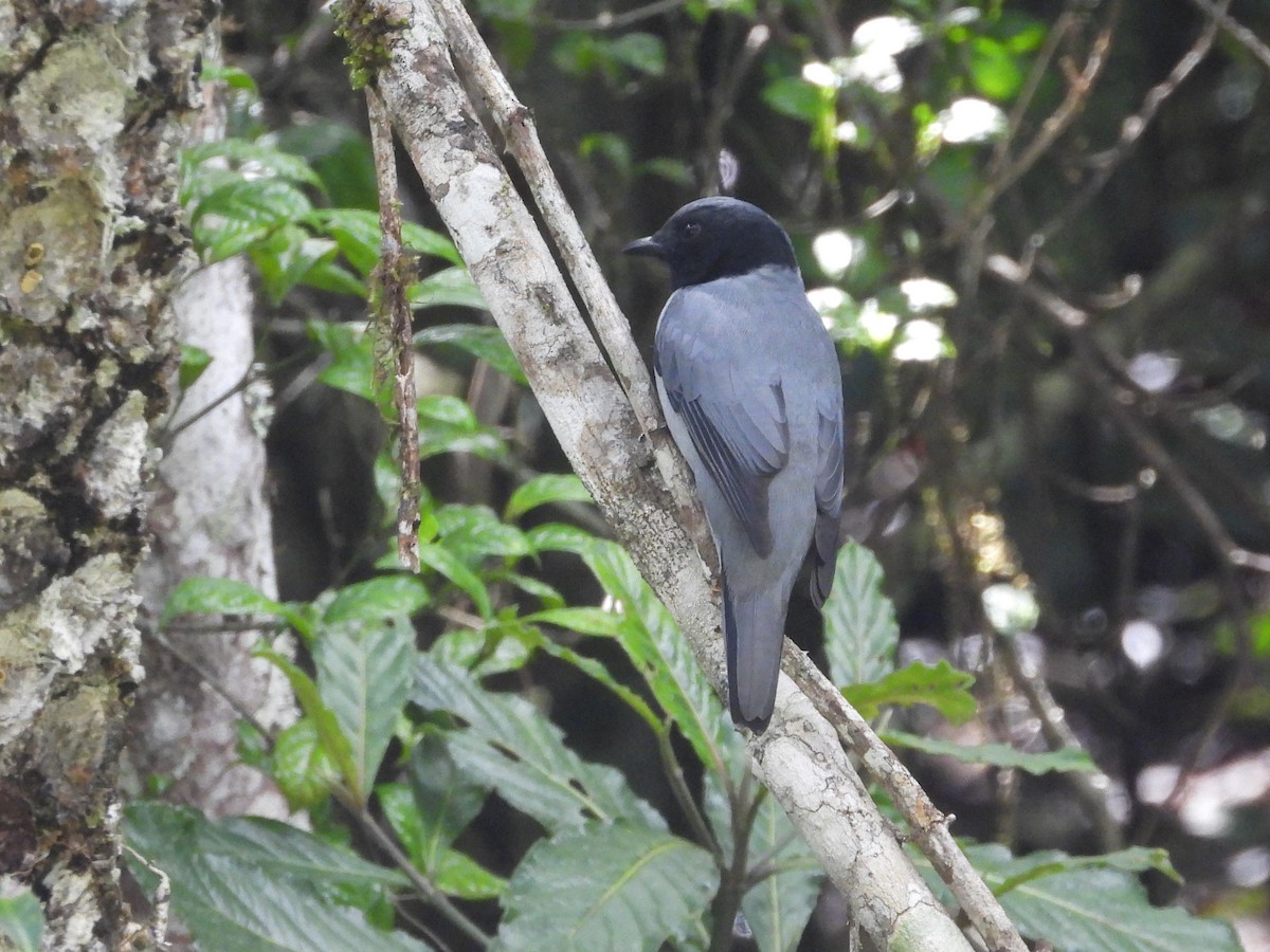 Madagaskarraupenfänger - ML623715109