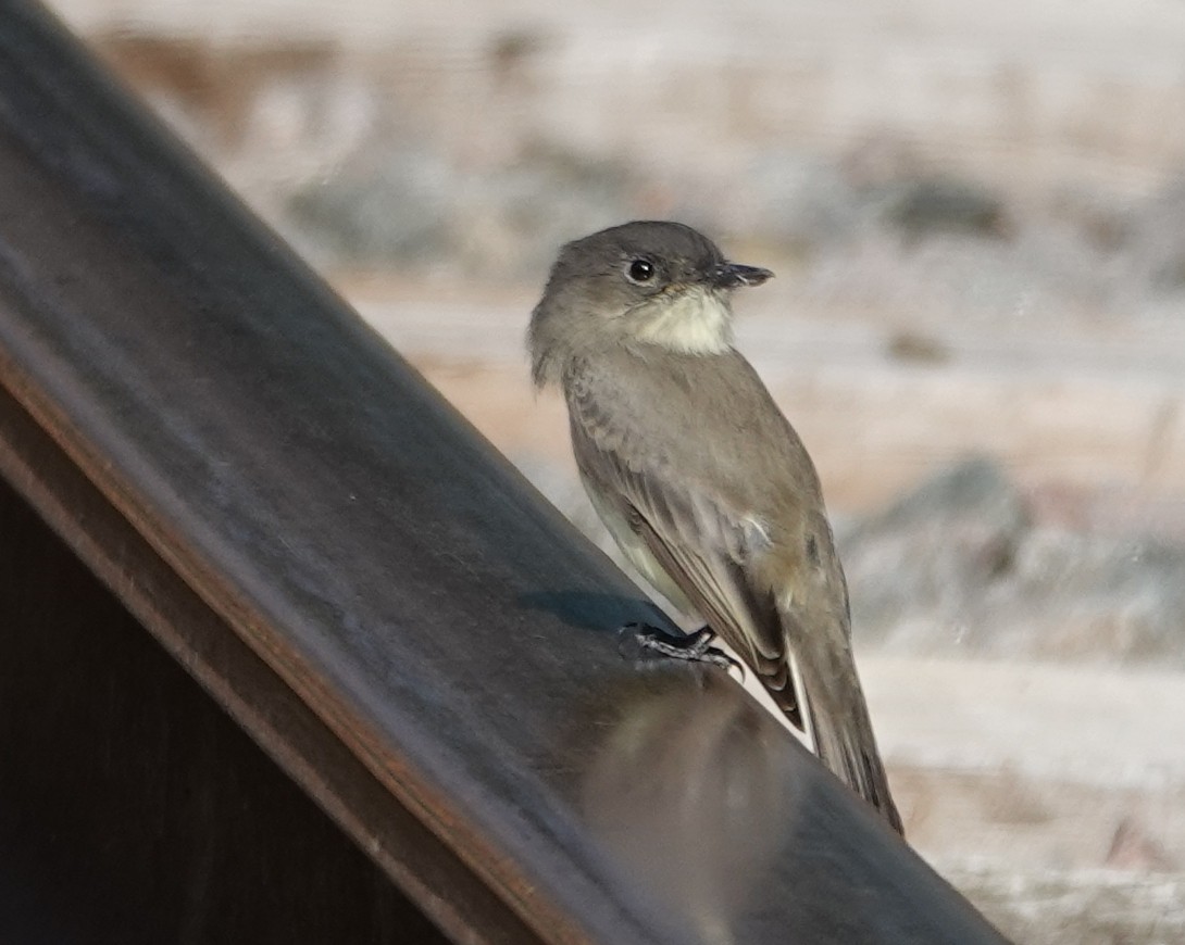 Eastern Phoebe - ML623715145