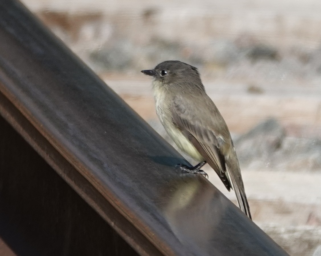 Eastern Phoebe - ML623715146