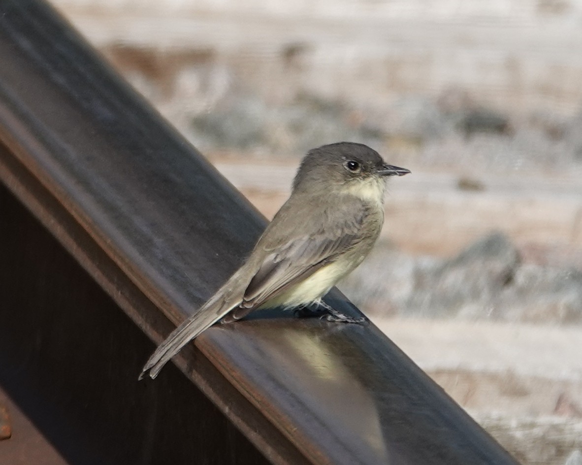 Eastern Phoebe - ML623715147