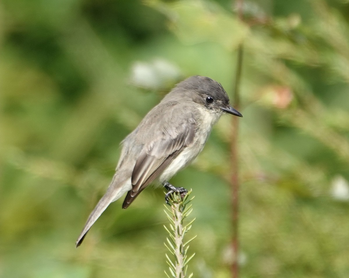 Eastern Phoebe - ML623715148