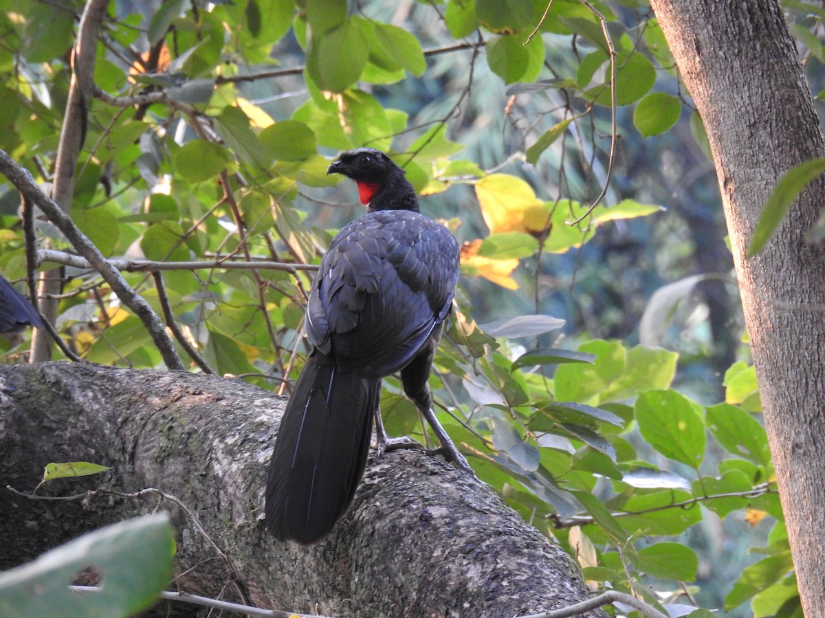 Dusky-legged Guan - ML623715157