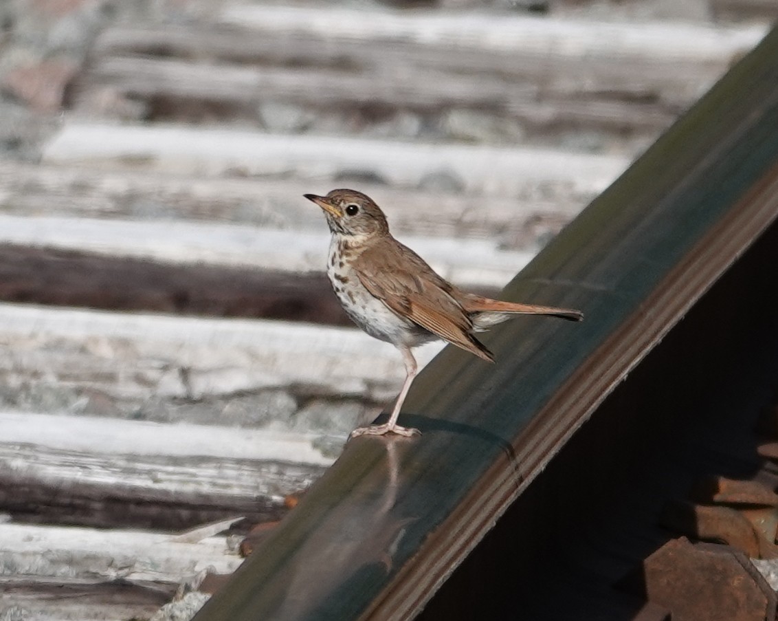 Hermit Thrush - ML623715167