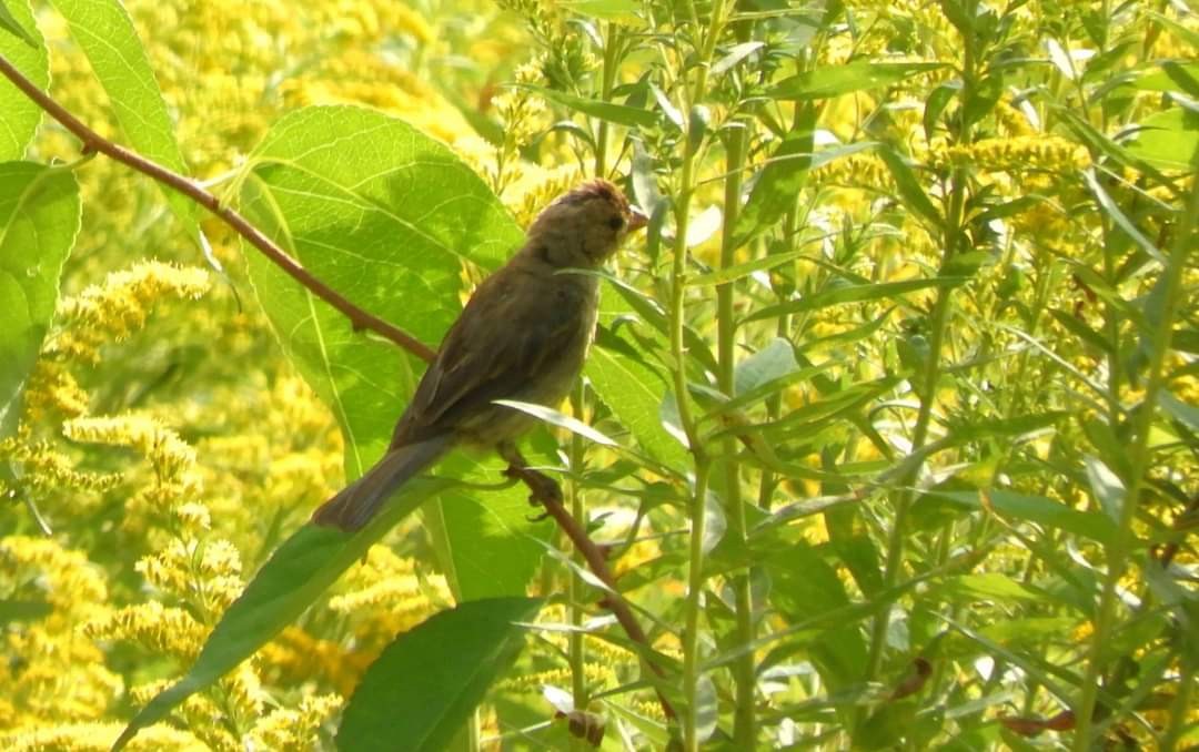 Indigo Bunting - ML623715168