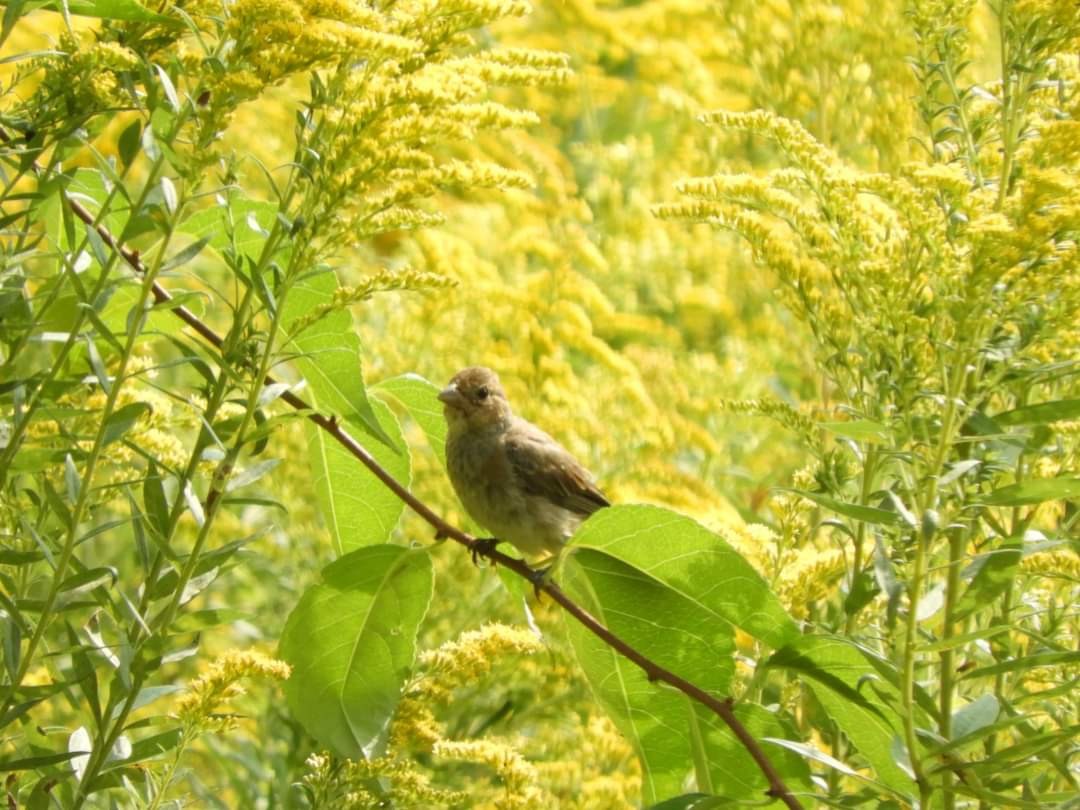 Indigo Bunting - Heidi Tarasiuk