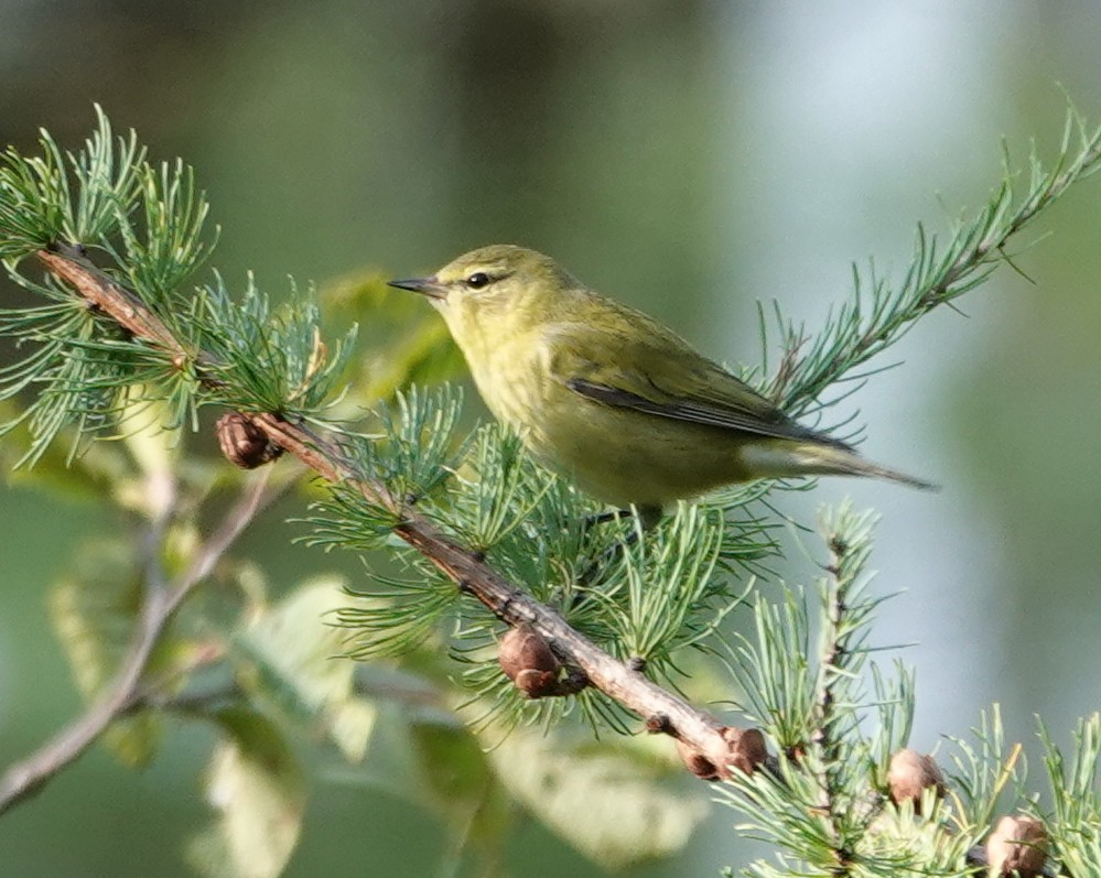 Tennessee Warbler - Michael DeWispelaere