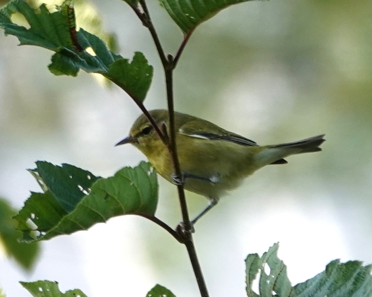 Tennessee Warbler - ML623715186