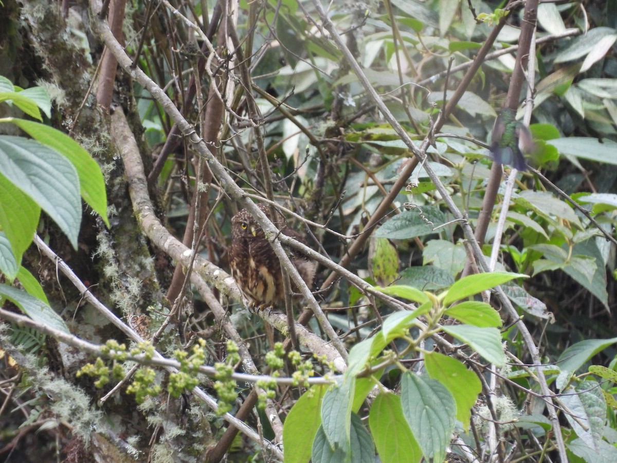 Yungas Pygmy-Owl - ML623715191