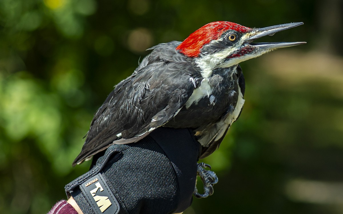 Pileated Woodpecker - ML623715223