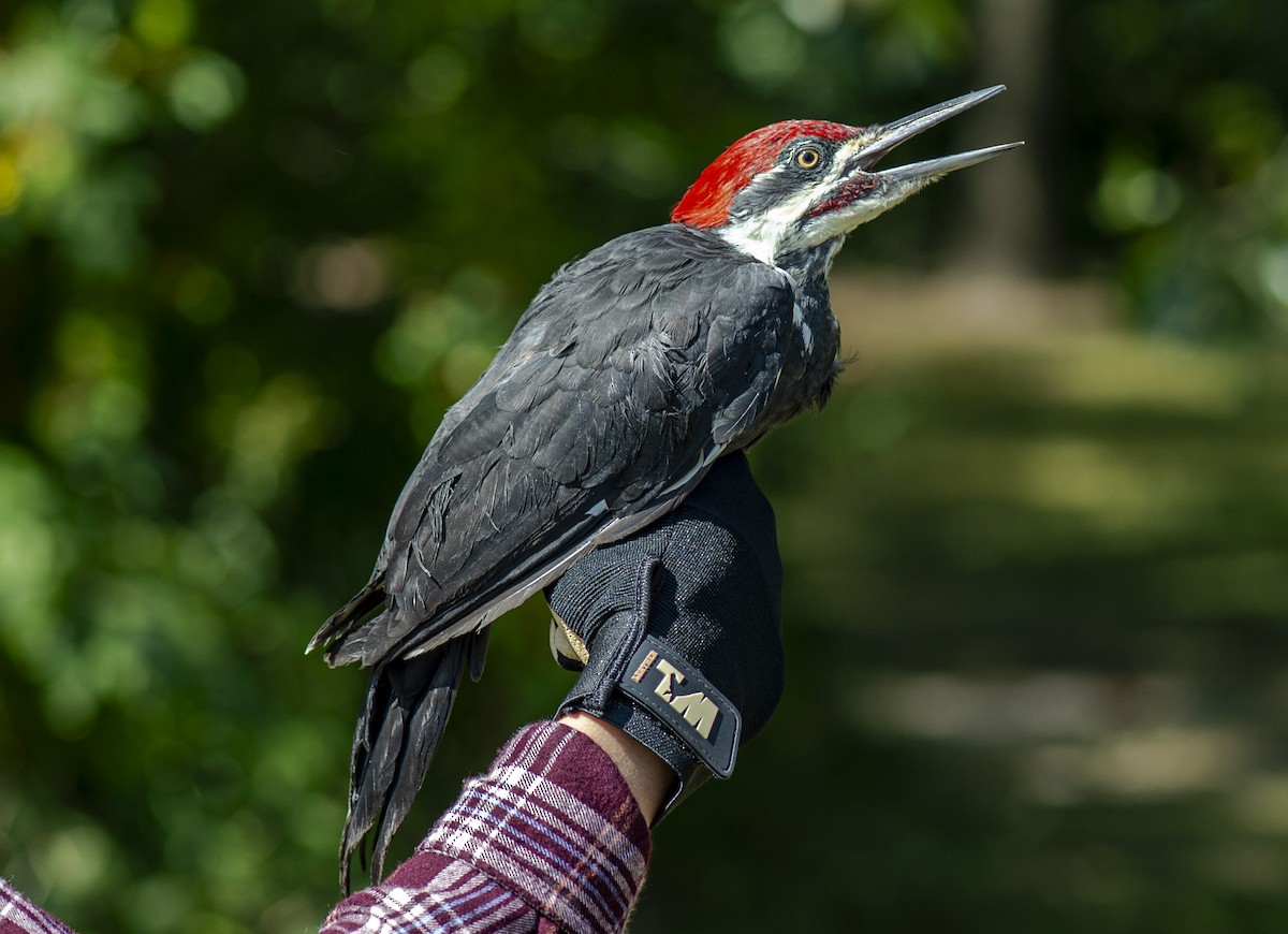 Pileated Woodpecker - ML623715224