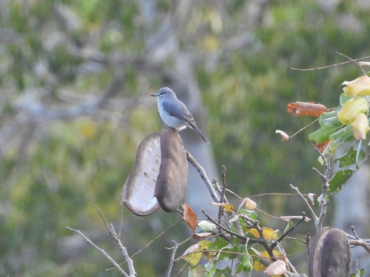 Ashy Flycatcher - ML623715227