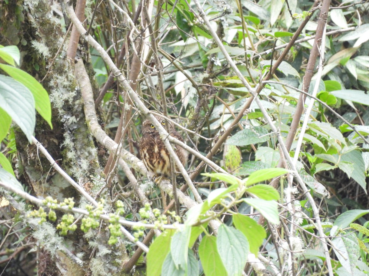 Yungas Pygmy-Owl - ML623715230