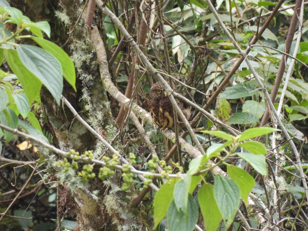 Yungas Pygmy-Owl - ML623715232