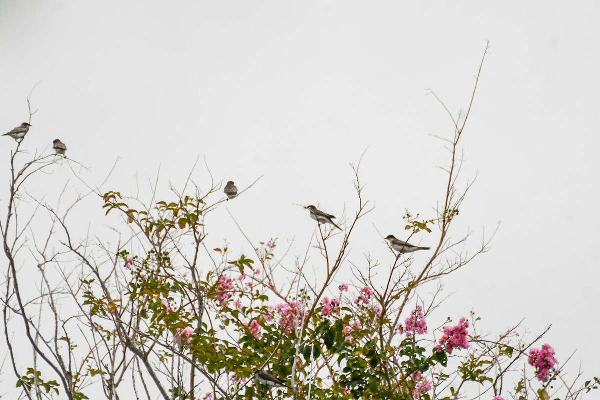 Eastern Kingbird - ML623715291