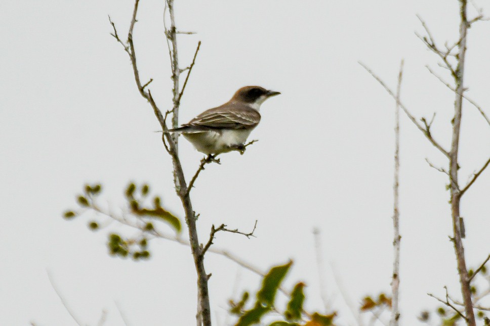 Eastern Kingbird - Jenn Clementoni