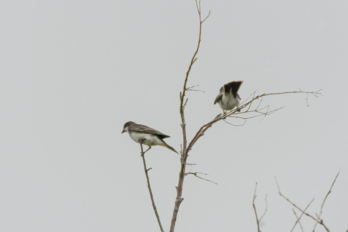 Eastern Kingbird - ML623715293