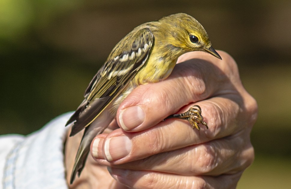 Blackpoll Warbler - ML623715310