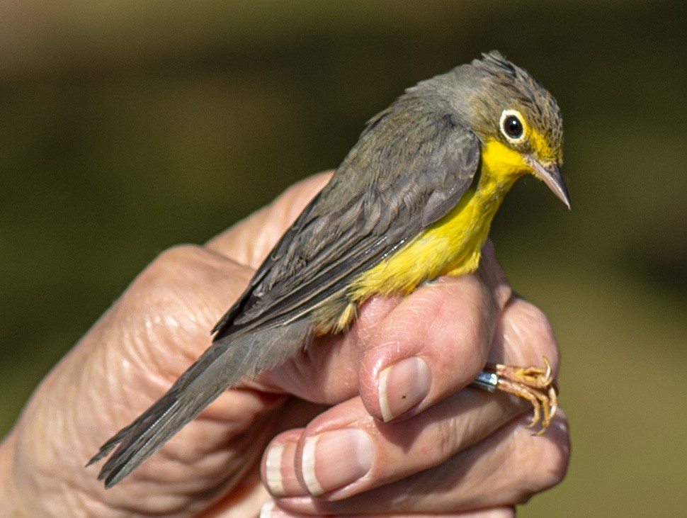 Canada Warbler - ML623715318