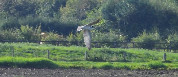 Black Tern - ML623715321