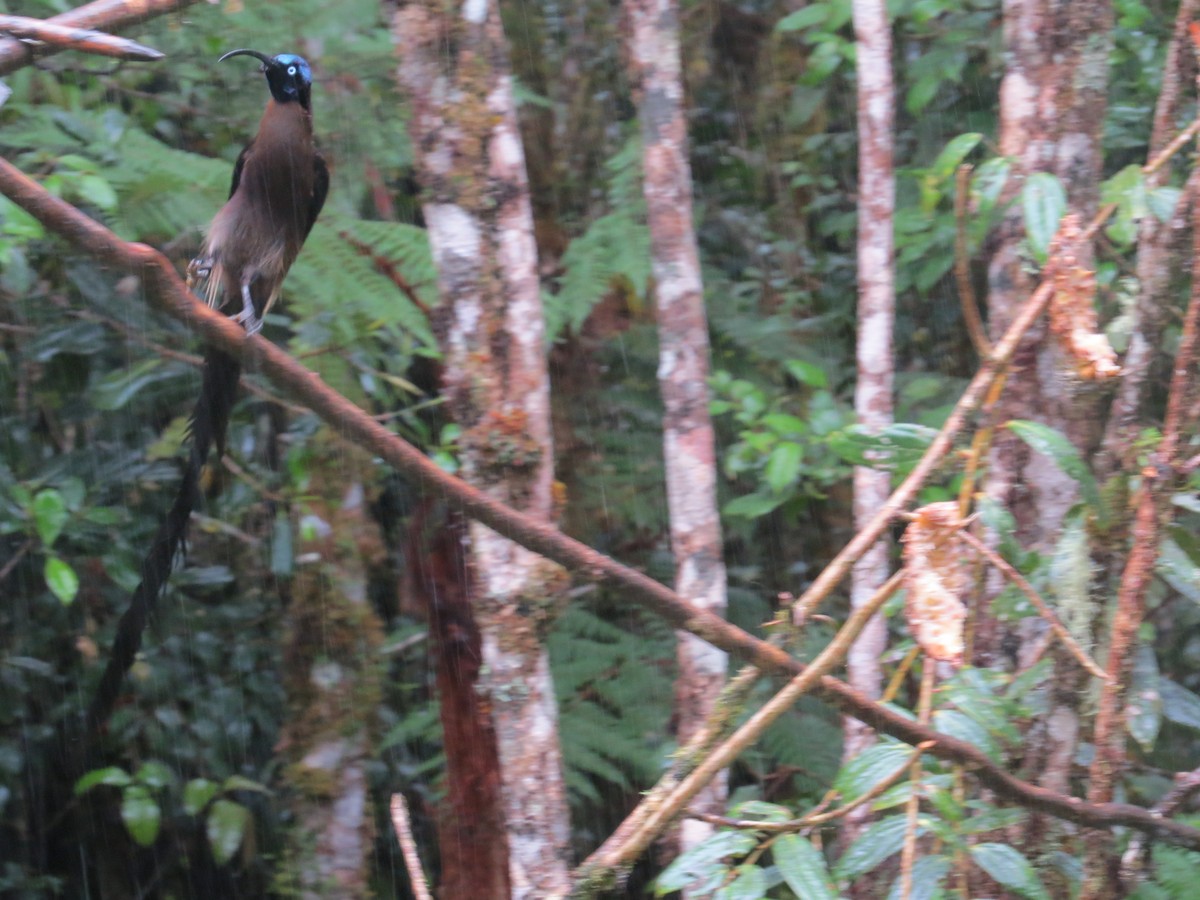 Brown Sicklebill - ML623715327