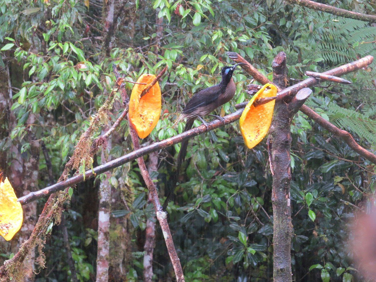 Brown Sicklebill - ML623715361