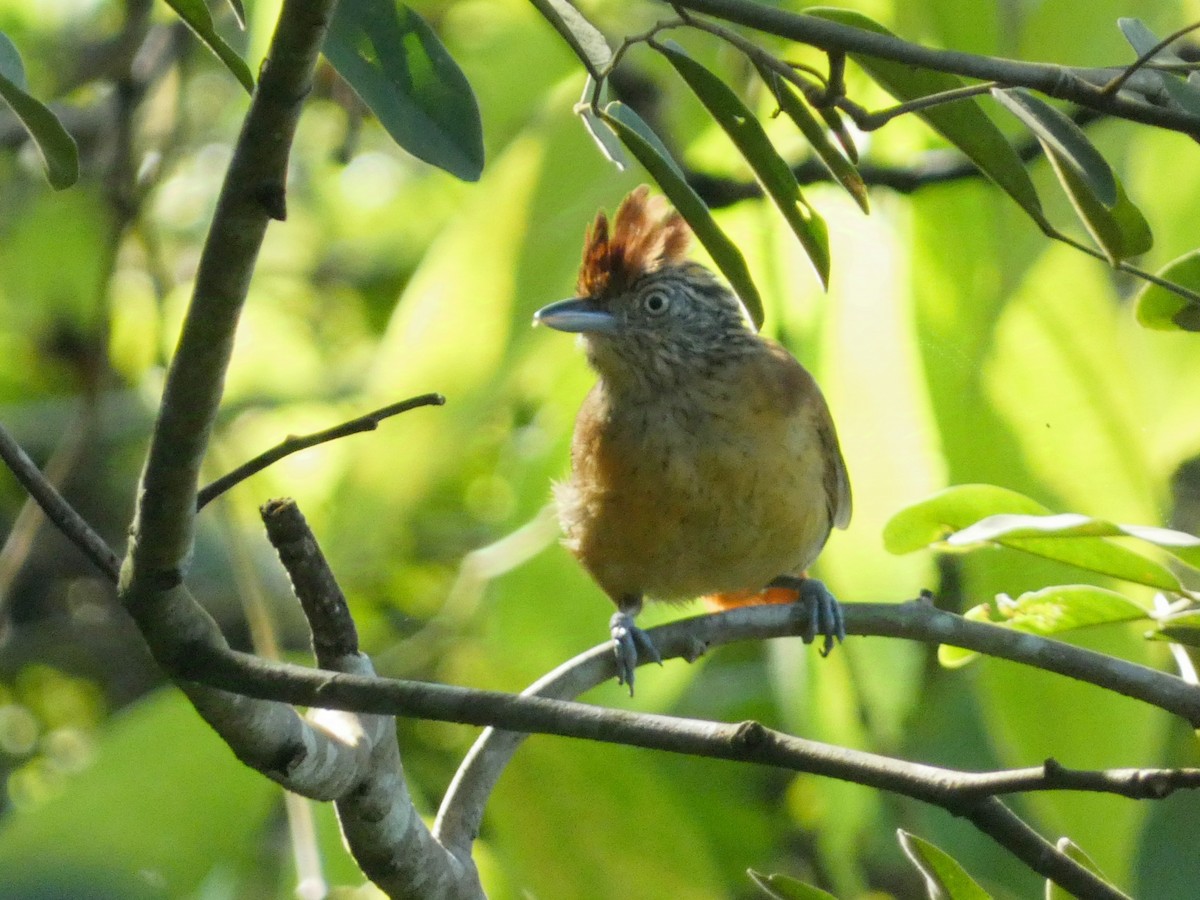 Barred Antshrike - ML623715413